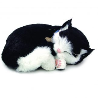 Black white Shorthair cat bundle