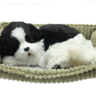 Border Collie Wag Tail