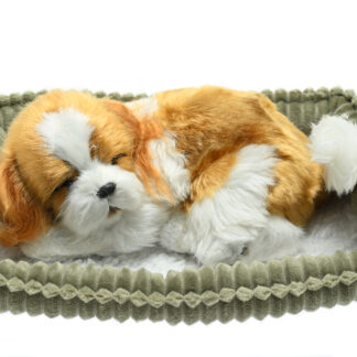 Cavalier King Charles Wag Tail