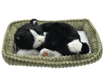 Black and White Cat Wag Tail